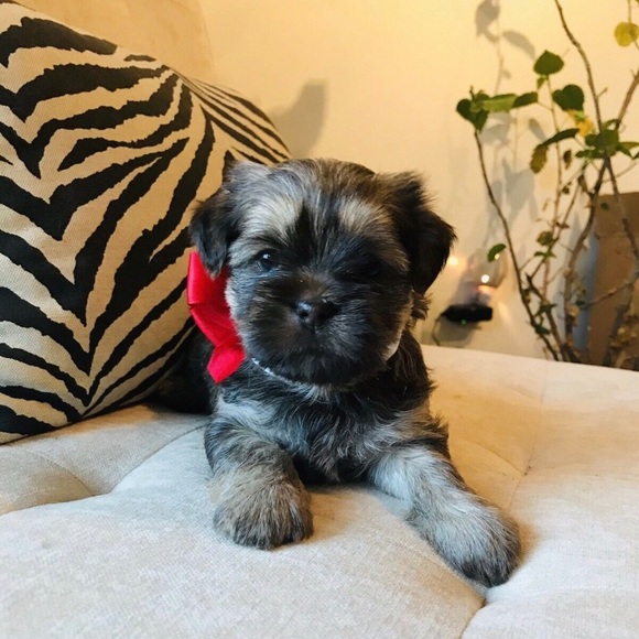 Meet your Posher, Nicola - Picture 1 of 1